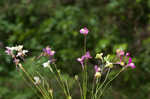 Moroccan toadflax